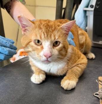 Domestic Short Hair Cats Available for Adoption - GRIFFIN | PetCurious