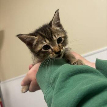 Domestic Short Hair Cats Available for Adoption in Tulsa, Oklahoma - Binnie | PetCurious
