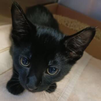 Rory -  Domestic Short Hair Cat for Adoption in Nashville, Tennessee - Rory | PetCurious