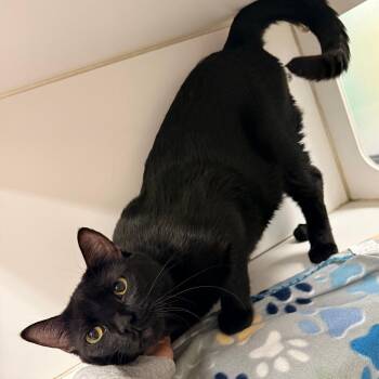 Domestic Short Hair Cats Available for Adoption - Nezuko | PetCurious