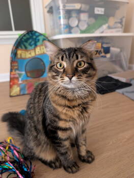 Rescue Domestic Short Hair Cats for Adoption in Herndon, Virginia - Maverick & Goose - BONDED | PetCurious