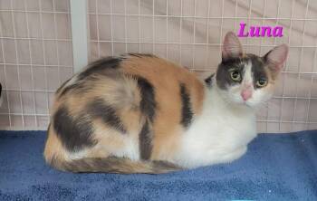 Lunar Eclipse (Luna) -  Dilute Calico and Domestic Short Hair Cat for Adoption in Diamond Springs, California - Lunar Eclipse (Luna) | PetCurious