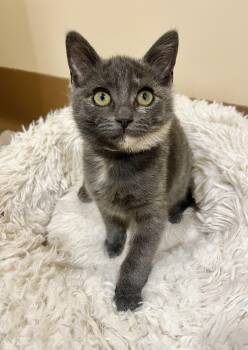 Rescue Domestic Short Hair Cats for Adoption in Agoura Hills, California - Pixie | PetCurious