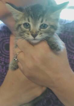 Manny Purr-ez -  Domestic Short Hair Cat for Adoption in Fair Oaks, Indiana - Manny Purr-ez | PetCurious