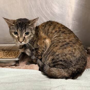 Olive -  Domestic Short Hair Cat for Adoption in Hilton Head Island, South Carolina - Olive | PetCurious