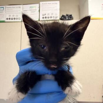 Domestic Short Hair Cats Available for Adoption in San Antonio, Texas - Connec | PetCurious