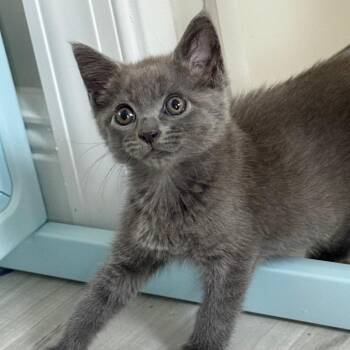 Teriyaki -  Domestic Short Hair and Russian Blue Cat for Adoption in Pompano Beach, Florida - Teriyaki | PetCurious
