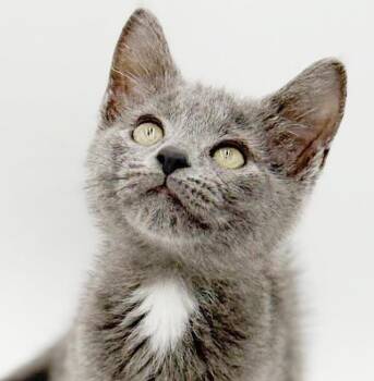 Brook - well this guy is just a living doll -  Russian Blue Cat for Adoption in Bedford Hills, New York - Brook - Well This Guy Is Just A Living Doll | PetCurious