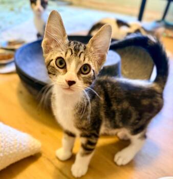 Bernard -  Domestic Short Hair Cat for Adoption in West Palm Beach, Florida - Bernard | PetCurious