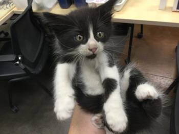 Rescue Domestic Short Hair Cats for Adoption in Thousand Palms, California - A1884808 | PetCurious