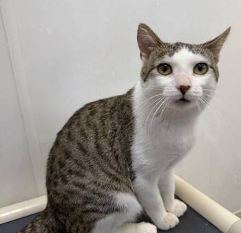 Domestic Short Hair Cats Available for Adoption in Dunkirk, New York - Snowball | PetCurious