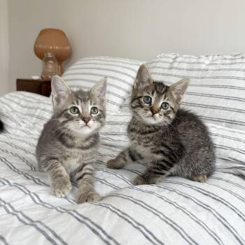 Domestic Short Hair Cats Available for Adoption - Lint + Bubbles | PetCurious