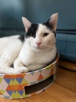 Tazo -  Domestic Short Hair Cat for Adoption in Stamford, Connecticut - Tazo | PetCurious