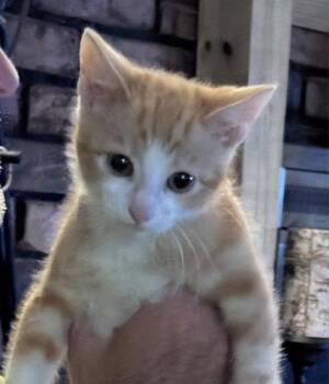 Axel -  Tabby Cat for Adoption in Pineville, Louisiana - Axel | PetCurious