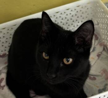 Rescue Domestic Short Hair Cats for Adoption in Golden, Colorado - Suzy | PetCurious