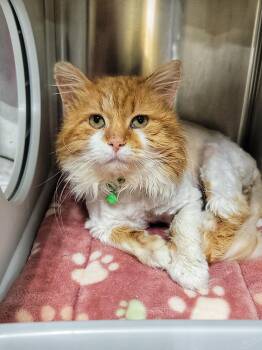 OGILVIE -  Domestic Medium Hair Cat Available for Adoption in Grand Rapids, Michigan - OGILVIE | PetCurious