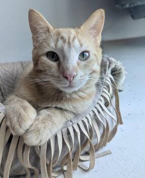 Domestic Short Hair Cats Available for Adoption - Phoenix | PetCurious
