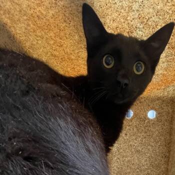 Skippy -  Domestic Short Hair Cat for Adoption in Philadelphia, Pennsylvania - Skippy | PetCurious