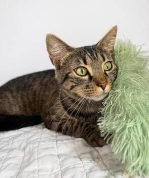 Penny -  Domestic Short Hair and American Shorthair Cat for Adoption in Bedford, Indiana - Penny | PetCurious
