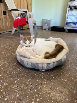 Rescue Domestic Short Hair Cats for Adoption in Franklin, Indiana - Mooney | PetCurious