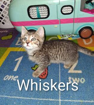 Rescue American Shorthair and Domestic Short Hair Cats for Adoption in Brownsville, Pennsylvania - Whiskers | PetCurious