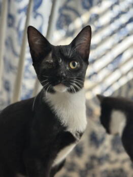 Rescue Domestic Short Hair Cats for Adoption in Ball Ground, Georgia - Uno | PetCurious