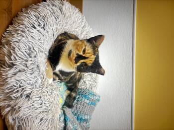 Rescue Domestic Short Hair Cats for Adoption in Towanda, Pennsylvania - Holly | PetCurious