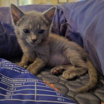 Vinca -  Domestic Short Hair Cat for Adoption in Los Angeles, California - Vinca | PetCurious