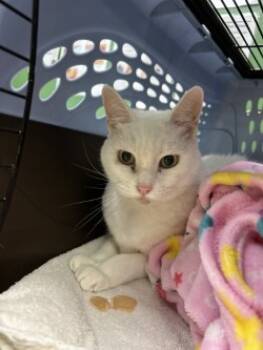 Rescue Domestic Short Hair Cats for Adoption in Kansas City, Missouri - Snowball | PetCurious