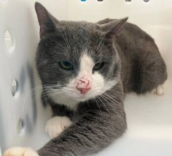 Domestic Short Hair Cats Available for Adoption - Flint | PetCurious