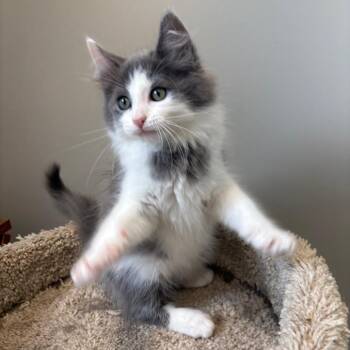 Lemon Meringue -  Domestic Medium Hair Cat for Adoption in Puslinch, Ontario - Lemon Meringue | PetCurious
