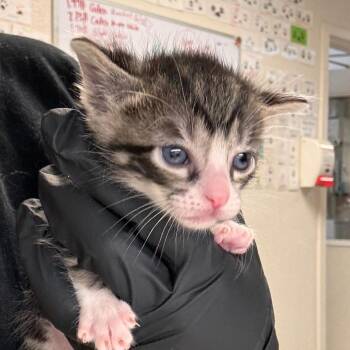 Tula -  Domestic Short Hair Cat for Adoption in Fresno, California - Tula | PetCurious