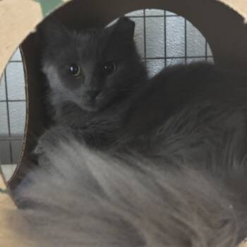 Rescue American Shorthair Cats for Adoption in Blue Ridge, Georgia - Hannah | PetCurious