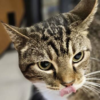 Rescue Domestic Short Hair Cats for Adoption in Cumming, Georgia - Ace | PetCurious