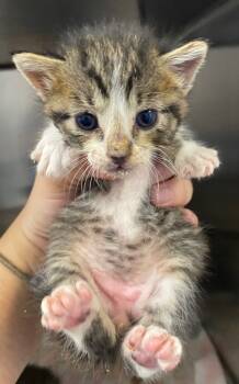 Rescue Domestic Short Hair Cats for Adoption in Lockhart, Texas - Dunkin' | PetCurious