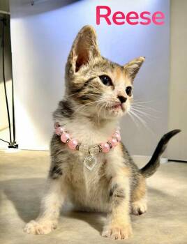 Reese -  Domestic Short Hair Cat Available for Adoption in Houston, Texas - Reese | PetCurious