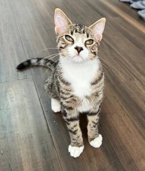 Rescue Tabby Cats for Adoption in Neenah, Wisconsin - Rosie - Playful Little Sweetie! | PetCurious