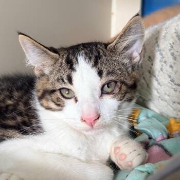 Fruit Snack -  Domestic Short Hair Cat Available for Adoption in Aldie, Virginia - Fruit Snack | PetCurious