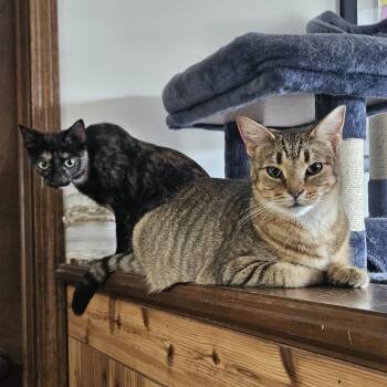 Rescue Tabby and Tortoiseshell Cats for Adoption in Grand Rapids, Michigan - Ziti & Cocoa Pebbles *The Purrfect Girl Duo* | PetCurious