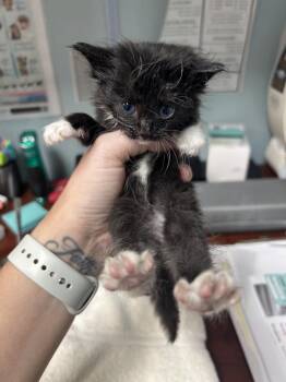 Skipper -  Domestic Medium Hair Cat for Adoption in Diamond Springs, California - Skipper | PetCurious
