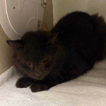 Ben -  Domestic Medium Hair Cat for Adoption in Yuma, Arizona - Ben | PetCurious