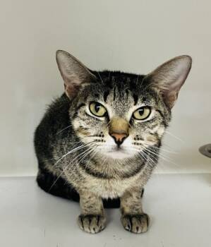 Rescue Domestic Short Hair Cats for Adoption in Savannah, Georgia - Broomhilda (Pounce Cat Cafe) | PetCurious