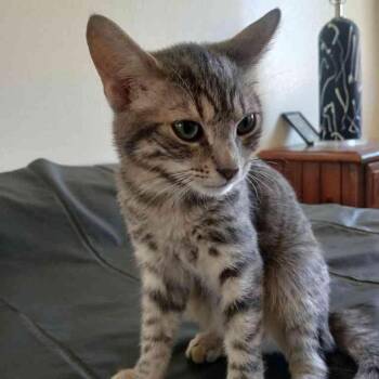 Rose -  Domestic Short Hair Cat for Adoption in Vallejo, California - Rose | PetCurious