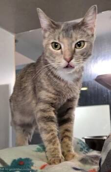 Betty -  Domestic Short Hair Cat for Adoption in Stanwood, Washington - Betty | PetCurious