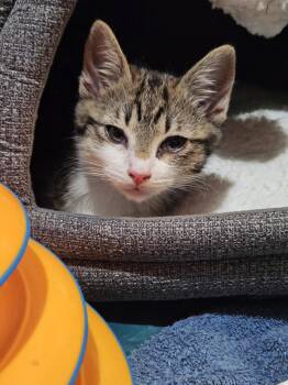 Les -  Domestic Short Hair Cat for Adoption in Walnut Creek, California - Les | PetCurious