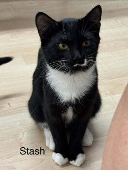 Stash -  Domestic Short Hair Cat for Adoption in Herndon, Virginia - Stash | PetCurious