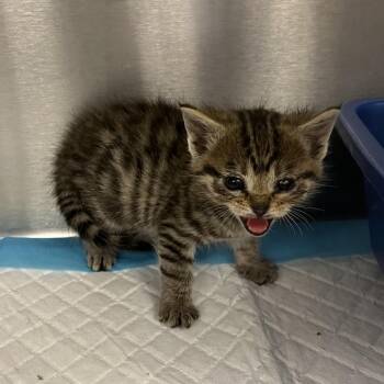Fully Loaded Nacho -  Domestic Short Hair Cat for Adoption in Los Angeles, California - Fully Loaded Nacho | PetCurious