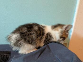Popsicle -  Domestic Medium Hair and Tabby Cat for Adoption in Poplar Grove, Illinois - Popsicle | PetCurious