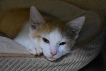 Jungle Gym -  Domestic Short Hair Cat for Adoption in Kansas City, Missouri - Jungle Gym | PetCurious