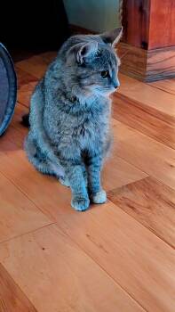 Goldilocks -  Domestic Short Hair Cat for Adoption in Everettville, West Virginia - Goldilocks | PetCurious